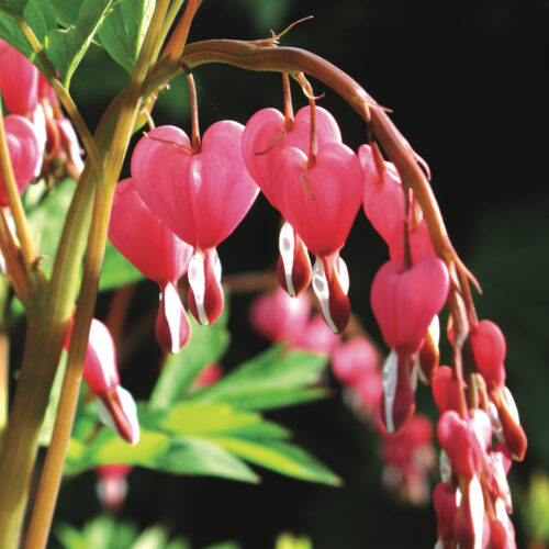 Dicentra spectabilis
