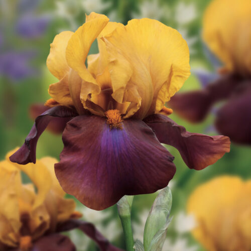 Iris Louder Still