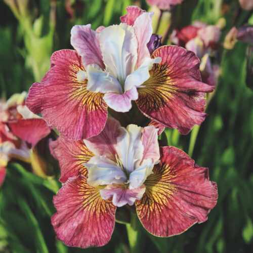 Iris sibirica Painted Woman
