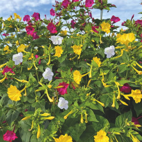 Mirabilis jalapa (evening flower)