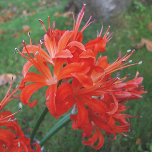 Nerine bowdenii Codora