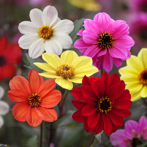 Dahlia Red Skin Dwarf Mix