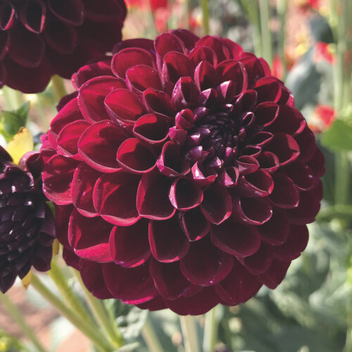 Dahlia Gipsy Night