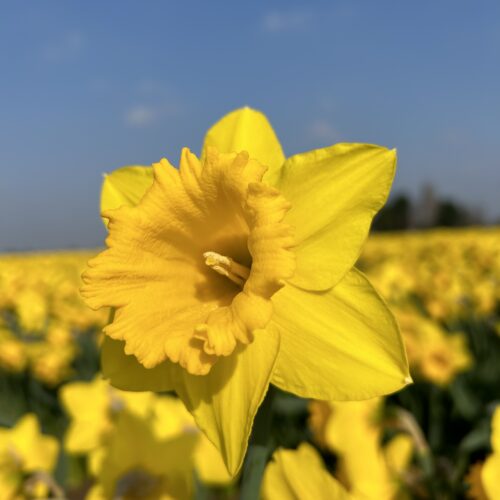Narcissus Hever Castle