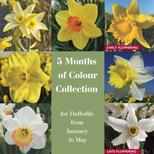 Daffodil 5 Months Of Colour Collection