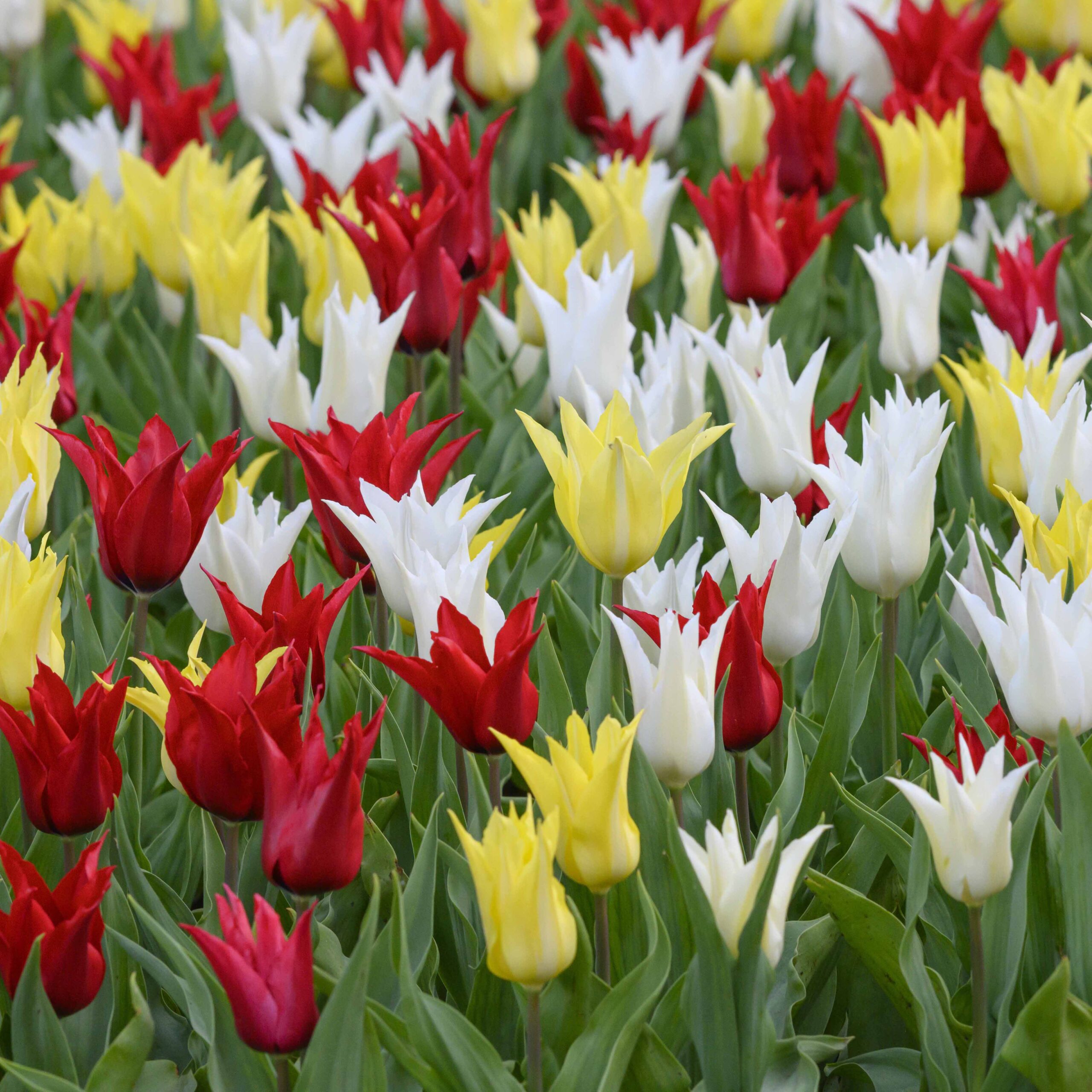 Tulip Joie De Vivre Mix