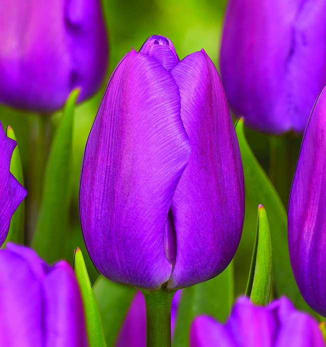 Tulip Negrita