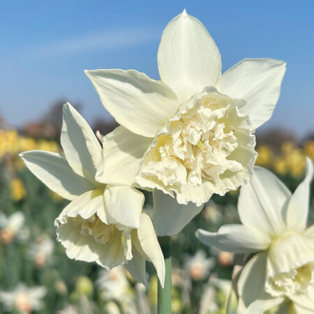 Daffodil White Marvel - Bulbs