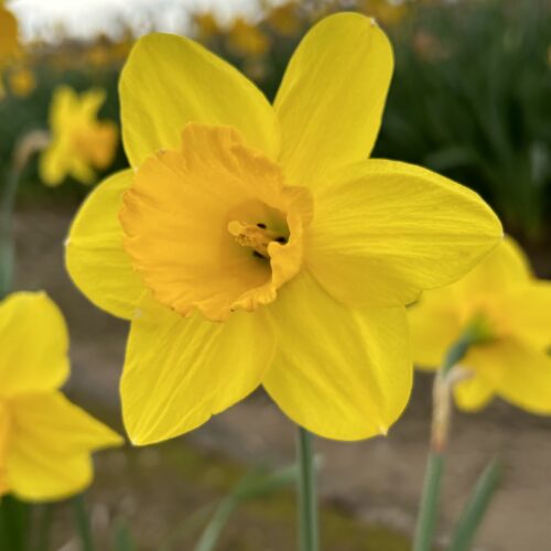 Daffodil California