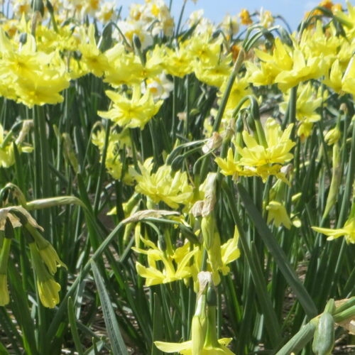Daffodil Exotic Mystery
