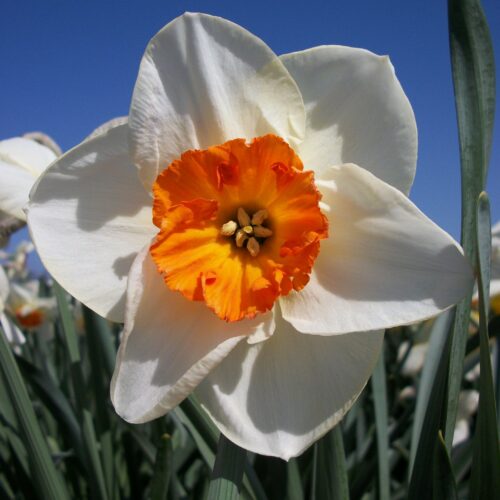 Daffodil June Allyson