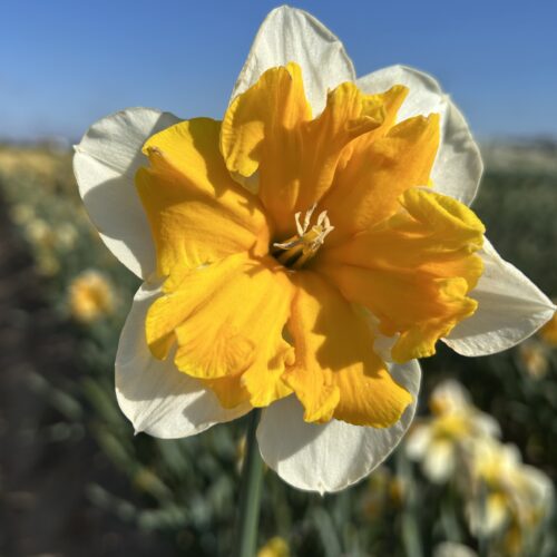 Daffodil Orangery