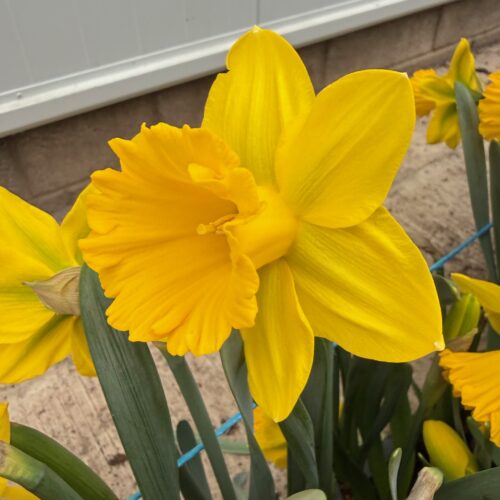 Daffodil Sint Victor