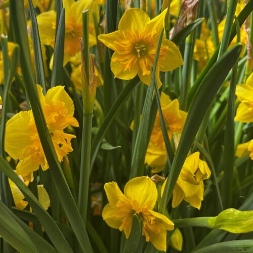 Daffodil Slice of Life