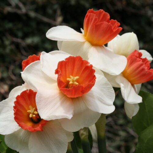 Daffodil Brooke Ager