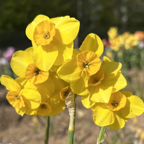 Daffodil Kokopelli