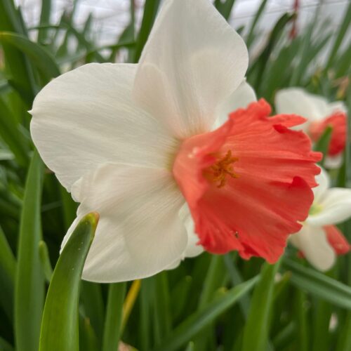 Daffodil Magic Charm