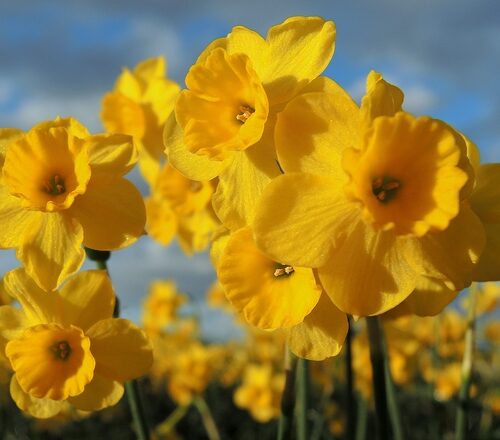 Daffodil More and More