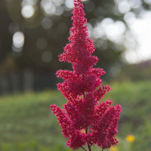 Astilbe Younique Ruby Red