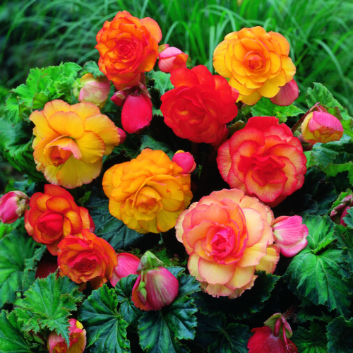 Begonia Picotee Mixed