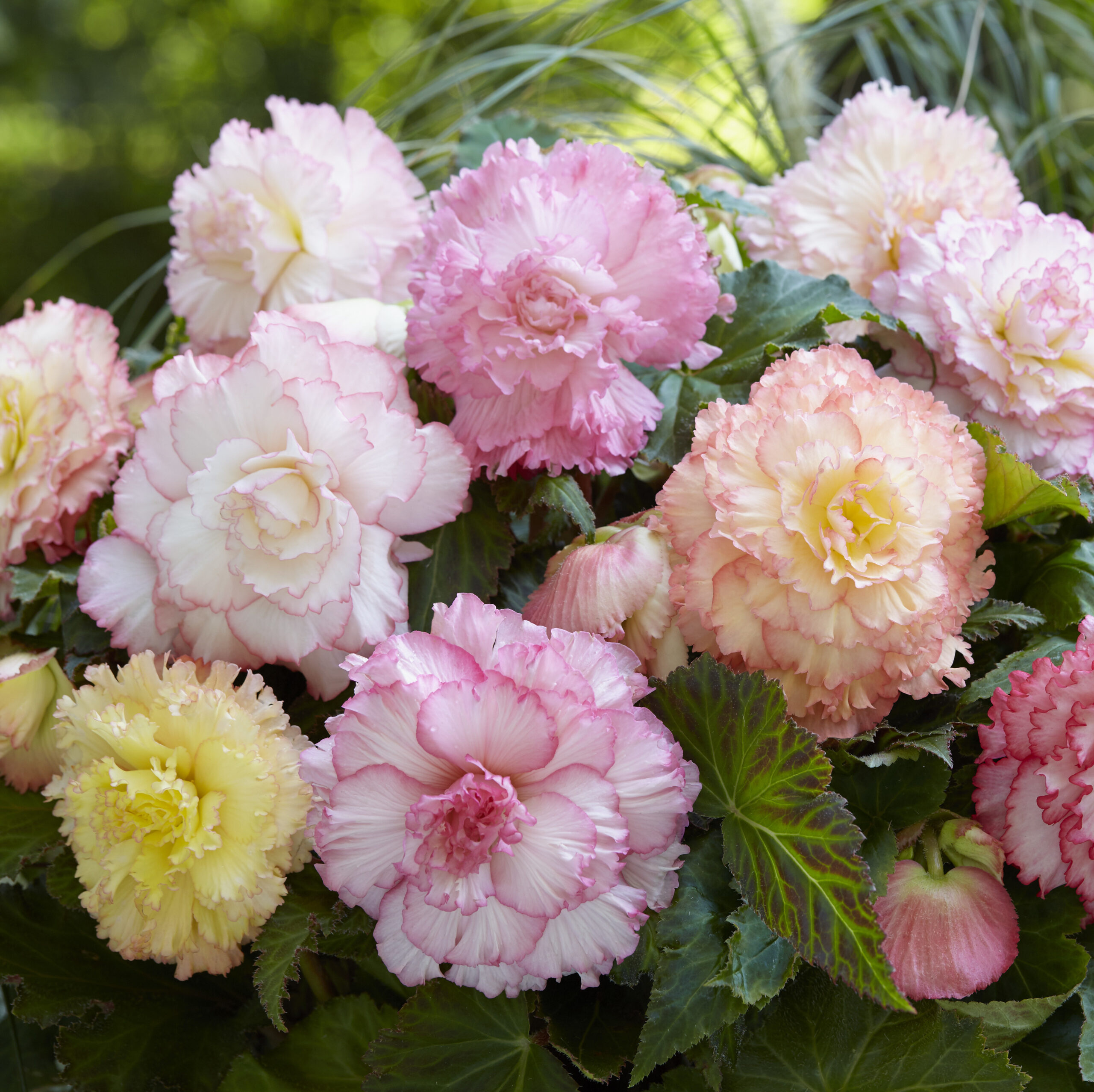 Begonia Samba Mixed