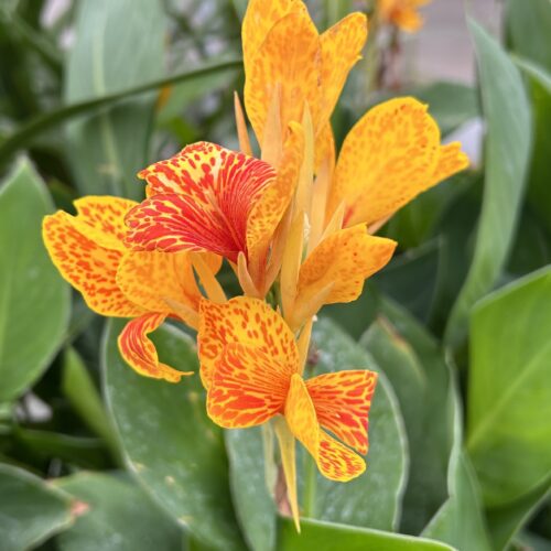 Canna Tenerife
