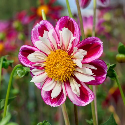 Dahlia Bumble Rumble