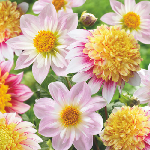 Dahlia Dancing Mix