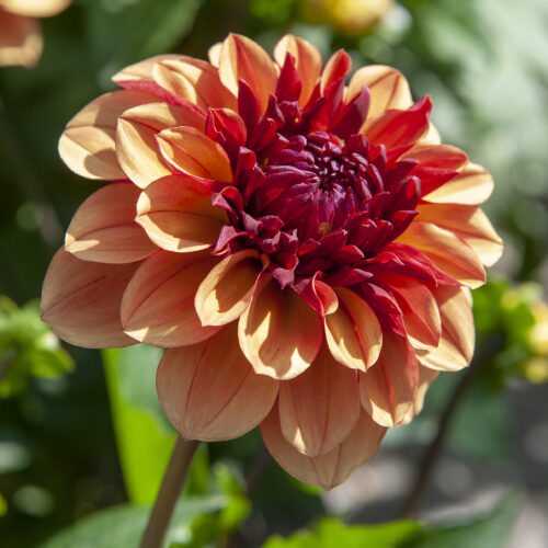 Dahlia Glossy Miraza