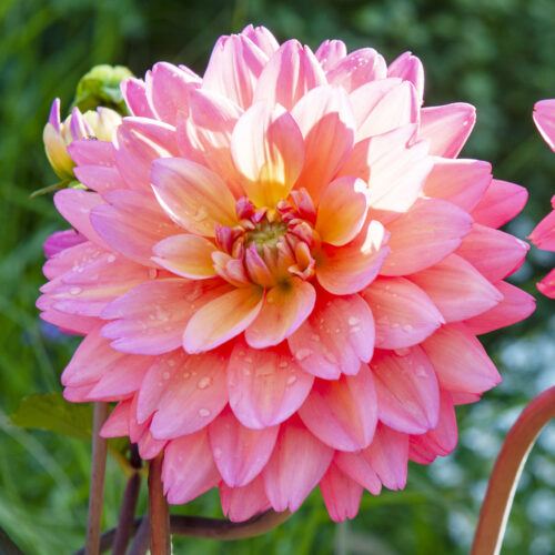 Dahlia Great Silence