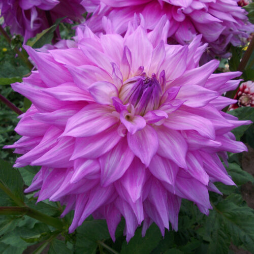 Dahlia Lavender Perfection