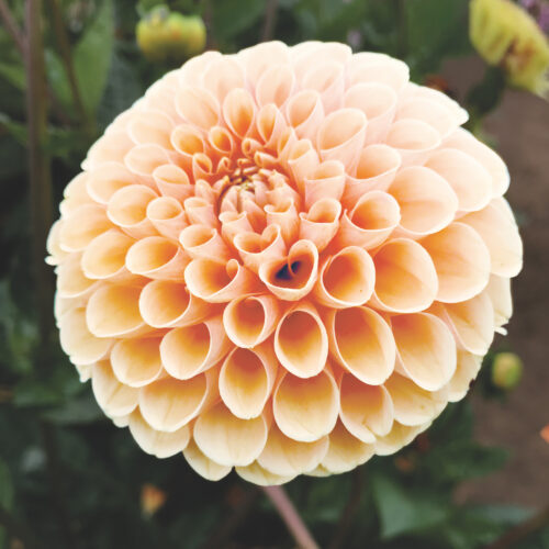 Dahlia Sweet Suzanne