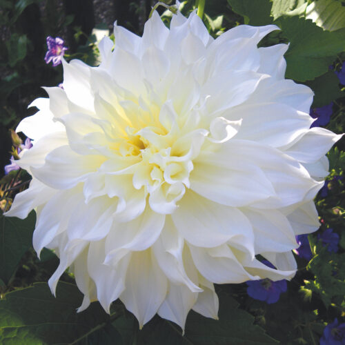 Dahlia White Perfection