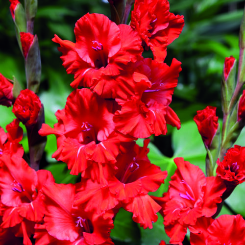 Gladiolus Velvet Raspberry