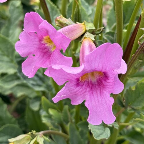 Incarvillea delavayi