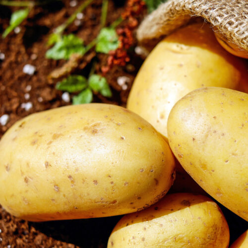 Potato International Kidney (Main crop)
