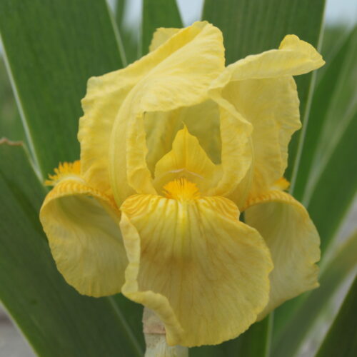 Iris Moonlight (bearded iris)