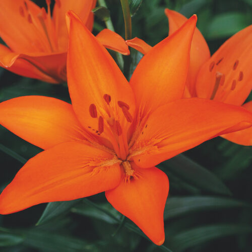 Lily Orange Ton (asiatic)