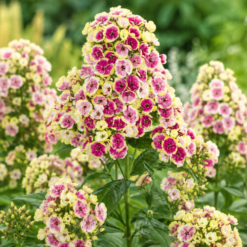 Phlox paniculata Orchid Yellow