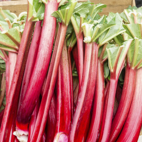Rhubarb Red Champagne