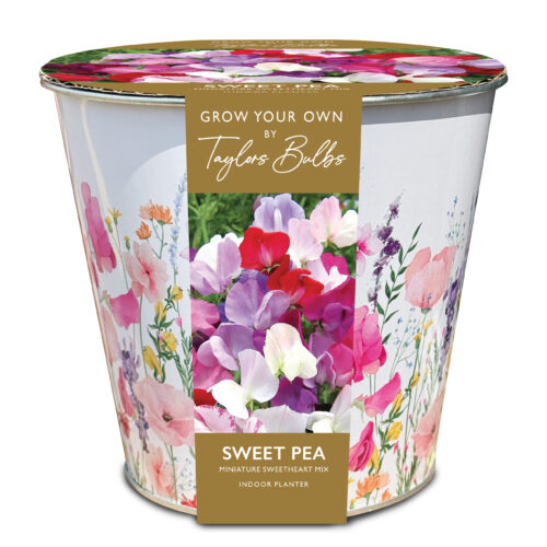 Zinc Sweet Pea Planter