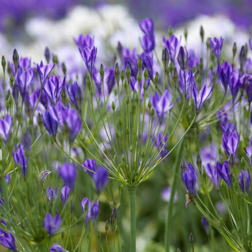 Triteleia Koningin Fabiola