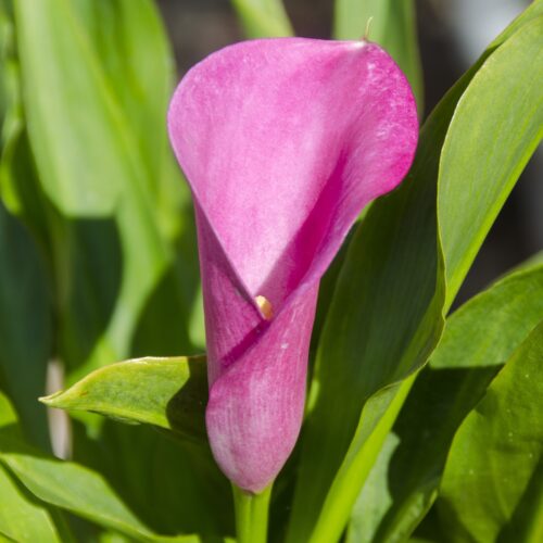 Zantedeschia Pink Puppy